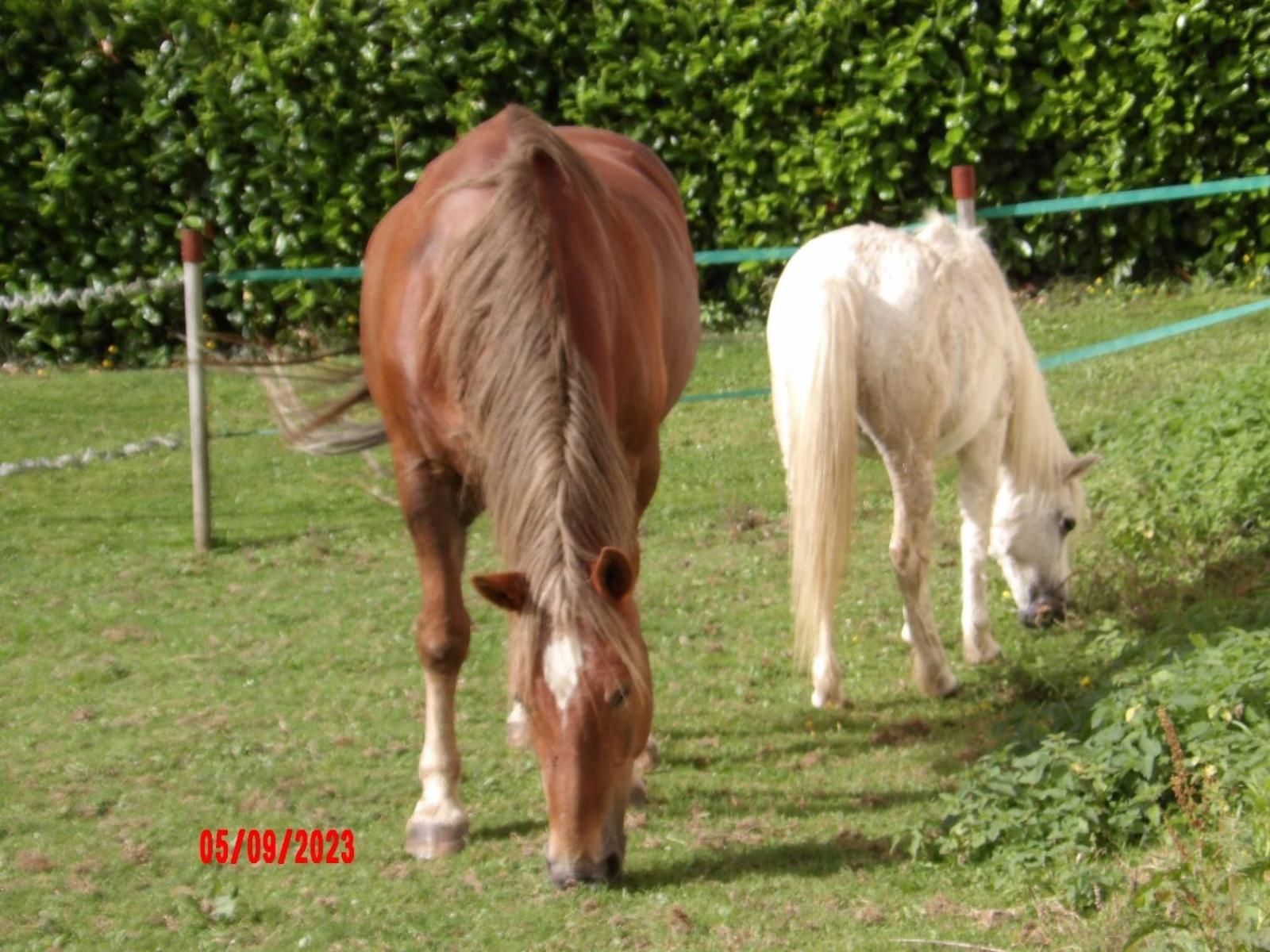 Le Cheval D'en Fer * Bégard